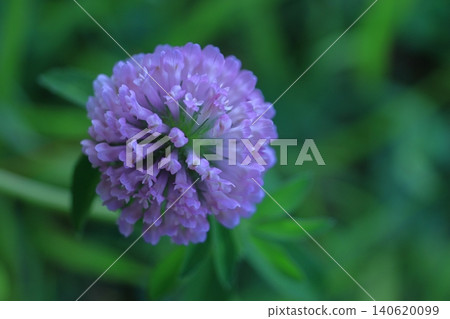 Flowers that symbolize good fortune 140620099