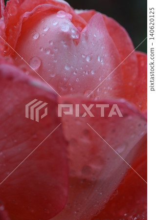 玫瑰濕雨 玫瑰濕雨 140620125