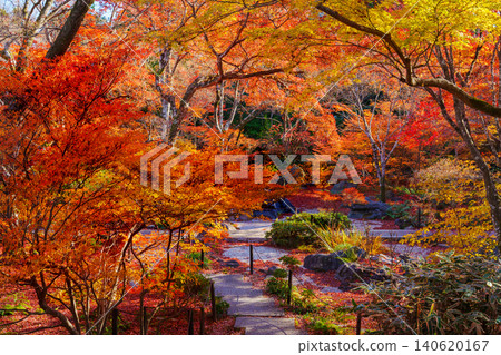 Autumn leaves of Kyoto Takara Hospital Autumn leaves of Kyoto Takara Hospital 140620167