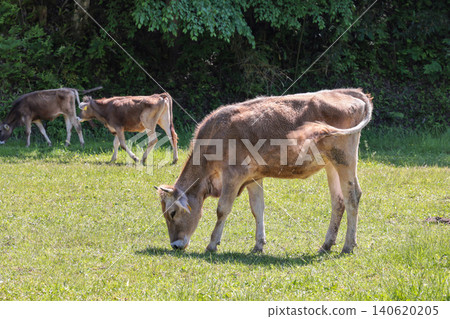 A calf eating grass in a pasture. A calf eating grass in a pasture. 140620205