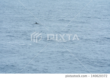 海豚與船平行運行 海豚與船平行運行 140620372
