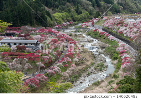 信州的桃花樂園:花友之鄉(桃花村) 信州的桃花樂園:花友之鄉(桃花村) 140620482