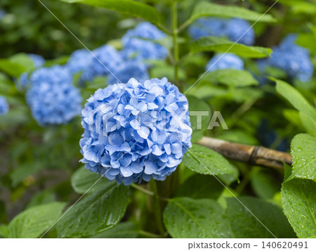 Blue hydrangea wet in the rain Blue hydrangea wet in the rain 140620491