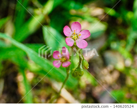 Flowering of the carnivorous plant, Drosera tokaiensis (Droseraceae family). Flowering of the carnivorous plant, Drosera tokaiensis (Droseraceae family). 140620524