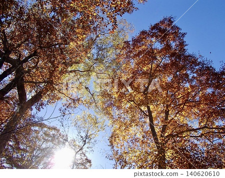 A canopy of vibrant autumn leaves, trees in autumn colors standing out against the blue sky. A canopy of vibrant autumn leaves, trees in autumn colors standing out against the blue sky. 140620610
