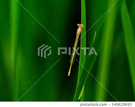 A dragonfly of the damselfly family resting on a leaf near water♂ A dragonfly of the damselfly family resting on a leaf near water♂ 140620693