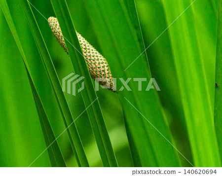 Araceae Araceae flower Araceae Araceae flower 140620694