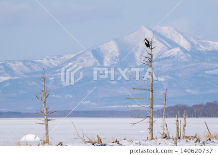 A Steller's sea eagle perched on a dead tree in Todowara, Notsuke Peninsula, Hokkaido, against the backdrop of a snow-covered mountain landscape. A Steller's sea eagle perched on a dead tree in Todowara, Notsuke Peninsula, Hokkaido, against the backdrop of a snow-covered mountain landscape. 140620737