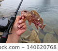 A photo of a rockfish I caught while lure fishing on my day off. 140620768
