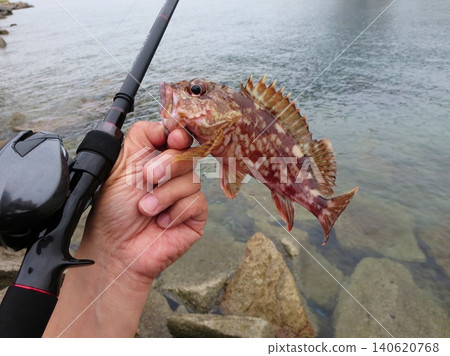 這是我在休息日用擬餌釣魚時釣到的一條岩魚的照片。 140620768