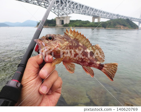 這是我在休息日用擬餌釣魚時釣到的一條岩魚的照片。 這是我在休息日用擬餌釣魚時釣到的一條岩魚的照片。 140620769