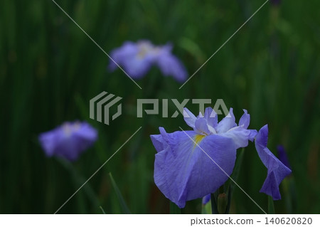 Bloom gracefully as a rose 140620820
