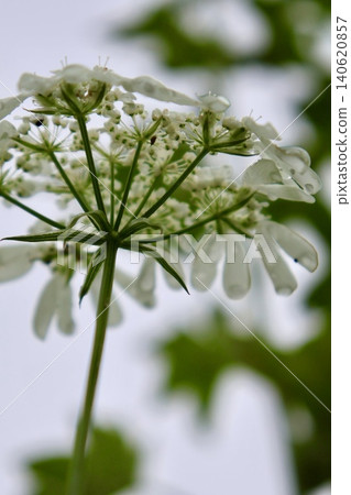 白花 白花 140620857