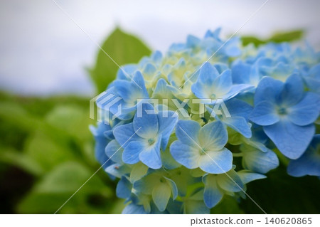 藍色繡球花 藍色繡球花 140620865