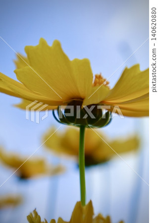 Yellow cosmos looking up at the sky Yellow cosmos looking up at the sky 140620880