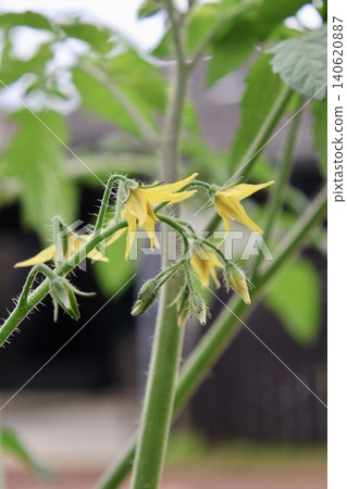 Tomato flowers Tomato flowers 140620887