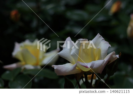 花的女王 花的女王 140621115