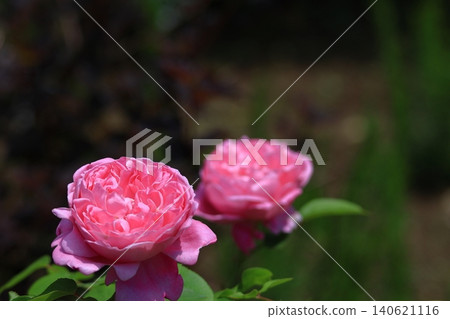花的女王 花的女王 140621116