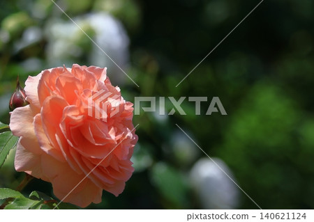 Queen of flowers 140621124
