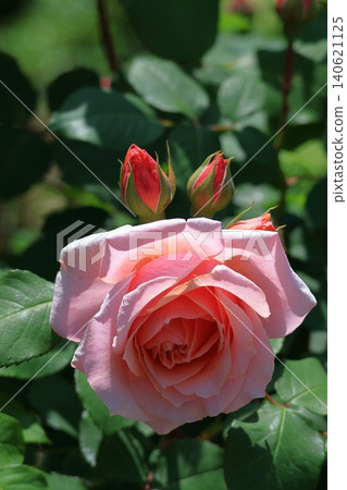 Queen of flowers Queen of flowers 140621125
