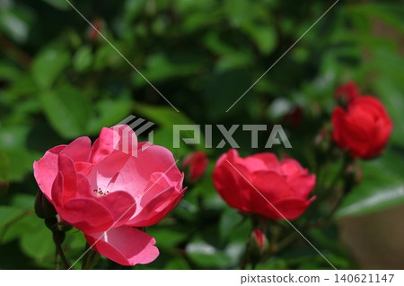 花的女王 花的女王 140621147