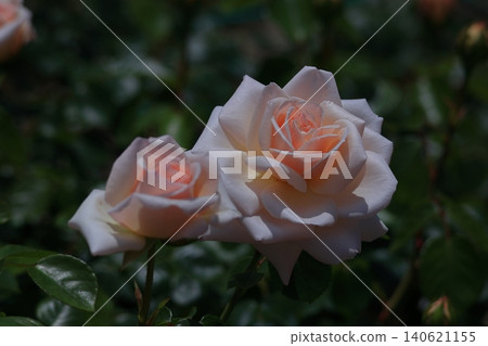 花的女王 花的女王 140621155