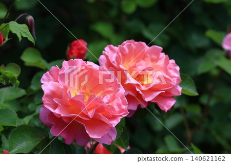 花的女王 花的女王 140621162