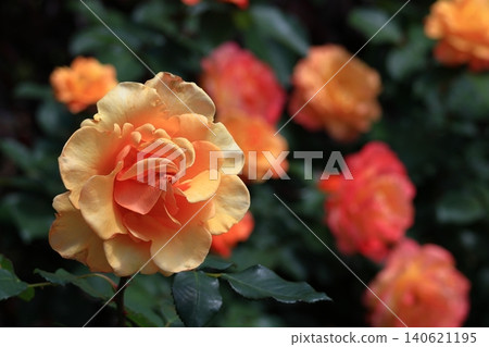 Queen of flowers Queen of flowers 140621195