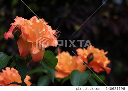 Queen of flowers Queen of flowers 140621196