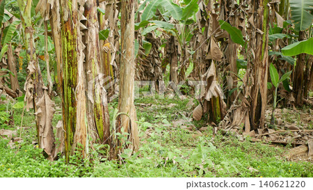 Banana plant tropical Musa paradisiaca botanical tropical cultivated dwarf farmland farm agricultural farming landscape livelihood flowering green leaves edible fruits blossoms plantains planted in 140621220