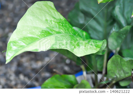 Anthurium Renaissance or Anthurium Renaissance leaf ,leaves or Anthurium leaf and rain droplet Anthurium Renaissance or Anthurium Renaissance leaf ,leaves or Anthurium leaf and rain droplet 140621222