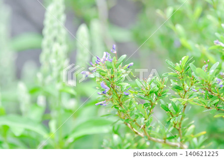 Antidesma acidum, Antidesma acidum Linh sam, Cay Linh Sam, Pinaceae Vietnam or purple flower 140621225
