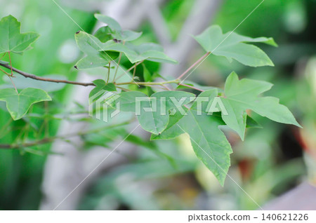 maple leaf, maple leaves or green leaf or Acer saccharum Marsh maple leaf, maple leaves or green leaf or Acer saccharum Marsh 140621226