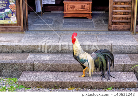 Chicken 140621248
