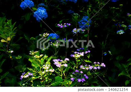 Yamah繡球花 Yamah繡球花 140621254
