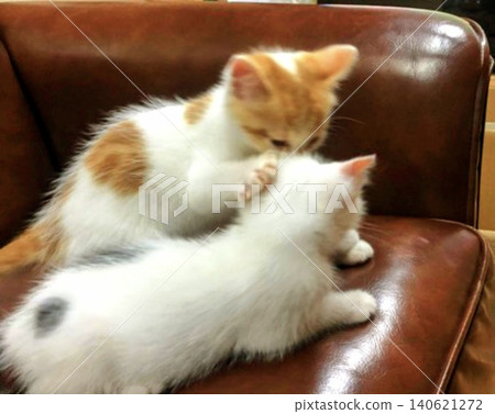 Two kittens playfully roughhousing on the sofa. Two kittens playfully roughhousing on the sofa. 140621272