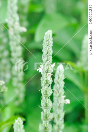 ACANTHACEAE or Justicia betonica L or Squirrels tail or White shrimp plant or white and green flower ACANTHACEAE or Justicia betonica L or Squirrels tail or White shrimp plant or white and green flower 140621283