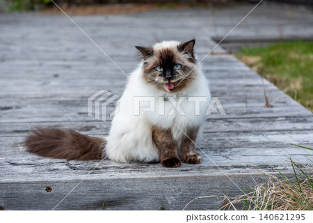 Portrait of a Himalayan cat sitting outdoors.mouth is open, its pink tongue is visible, meowing. Portrait of a Himalayan cat sitting outdoors.mouth is open, its pink tongue is visible, meowing. 140621295