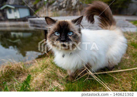 Portrait of a Himalayan cat sitting outdoors. Portrait of a Himalayan cat sitting outdoors. 140621302