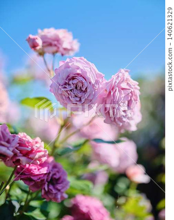 Rose garden Rose garden 140621329