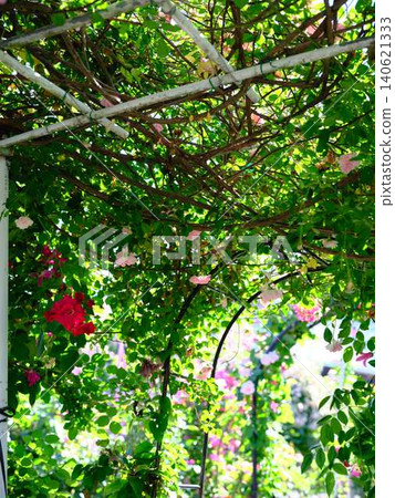 Rose garden 140621333