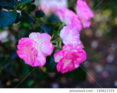 Rose garden Rose garden 140621334