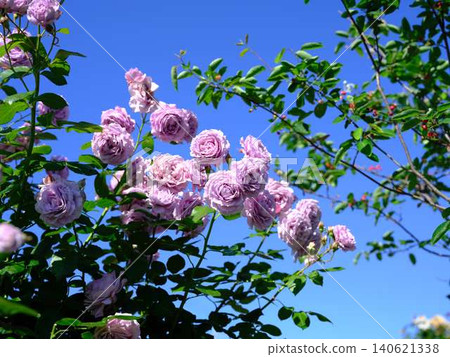 Rose garden Rose garden 140621338