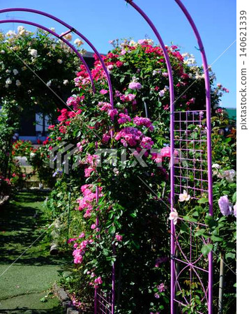Rose garden Rose garden 140621339