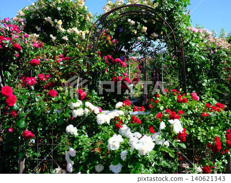 Rose garden Rose garden 140621343