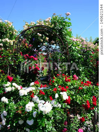 Rose garden Rose garden 140621344