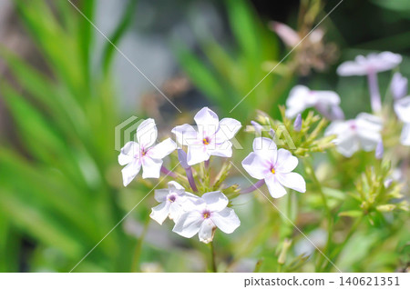 Garden Phlox or Herbaceous perennial or Phlox drummondii Hook or Polemoniaceae or Pride of Texas or Star Phlox or light purple flower Garden Phlox or Herbaceous perennial or Phlox drummondii Hook or Polemoniaceae or Pride of Texas or Star Phlox or light purple flower 140621351