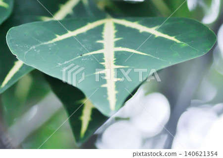 Erythrina variegata L,   Indian coral tree or Tigers claw or Variegated coral tree or Variegated tigers claw 140621354