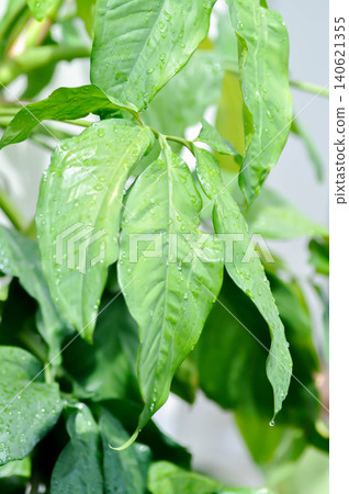 Syngonium podophyllum, Arrowhead Vine or Goosefoot Plant or Araceae or bicolor syngonium and rain droplet 140621355