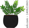 green zamioculcas zamiifolia 140621663